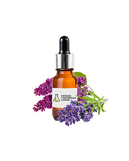 LILAS LAVANDA
