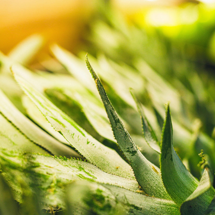 digitalizacion-y-analisis-de-datos