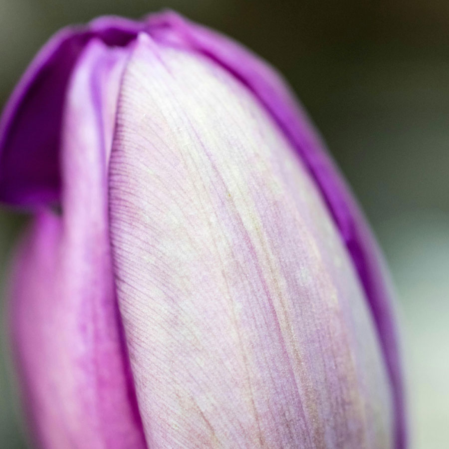 sostenibilidad-como-pilar-fundamental