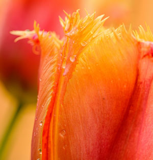 tendencia-de-mercado-1