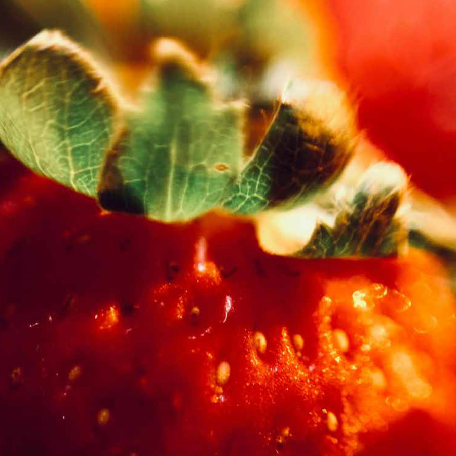 politica-ambiental-y-de-sostenibilidad