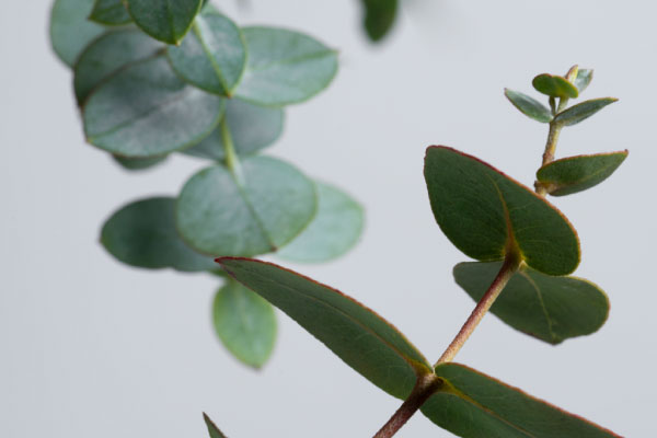 expansion-internacional-1