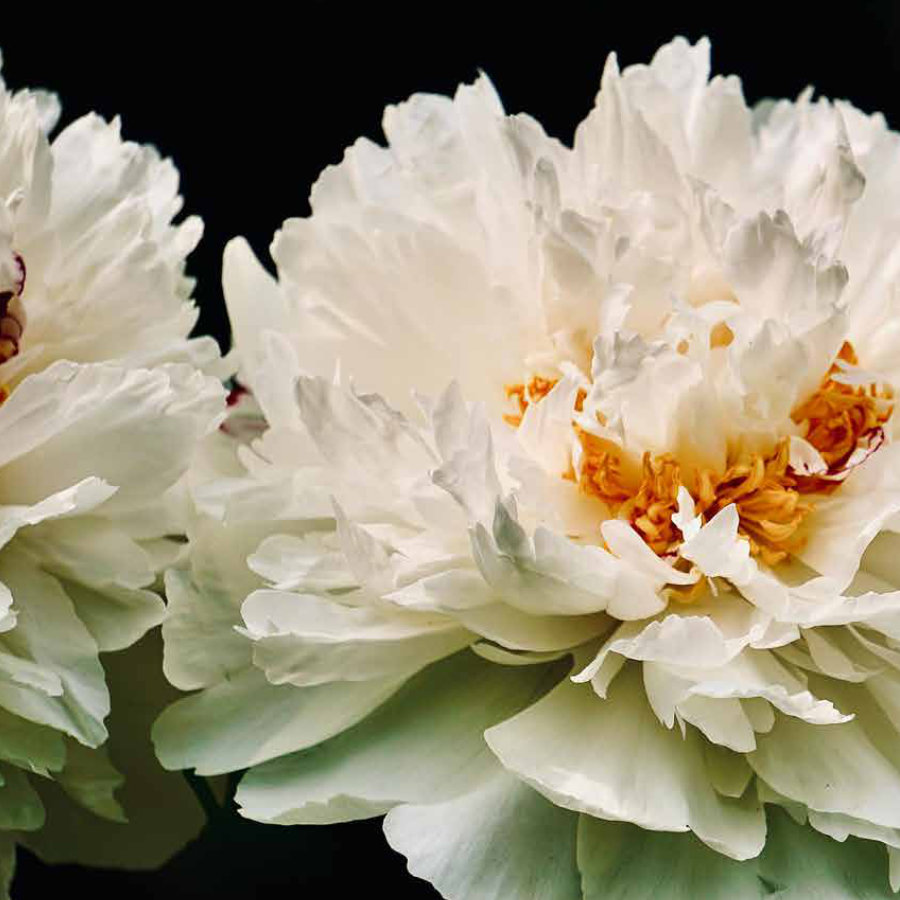 compromiso-con-la-etica-empresarial