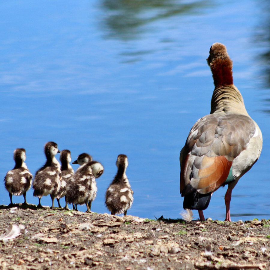 sostenibilidad-y-responsabilidad-social