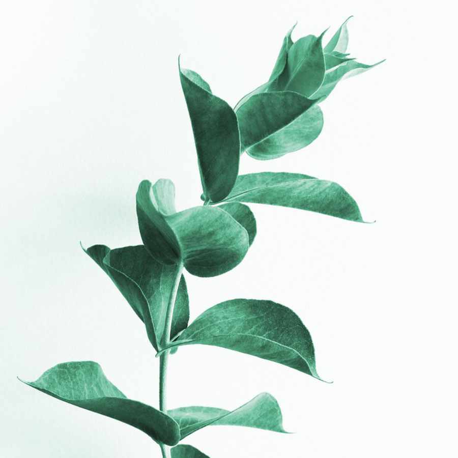 aceite-esencia-de-eucalipto