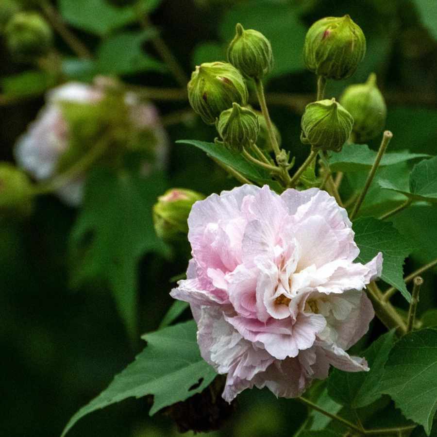 aceite-esencia-de-rosa-damascena
