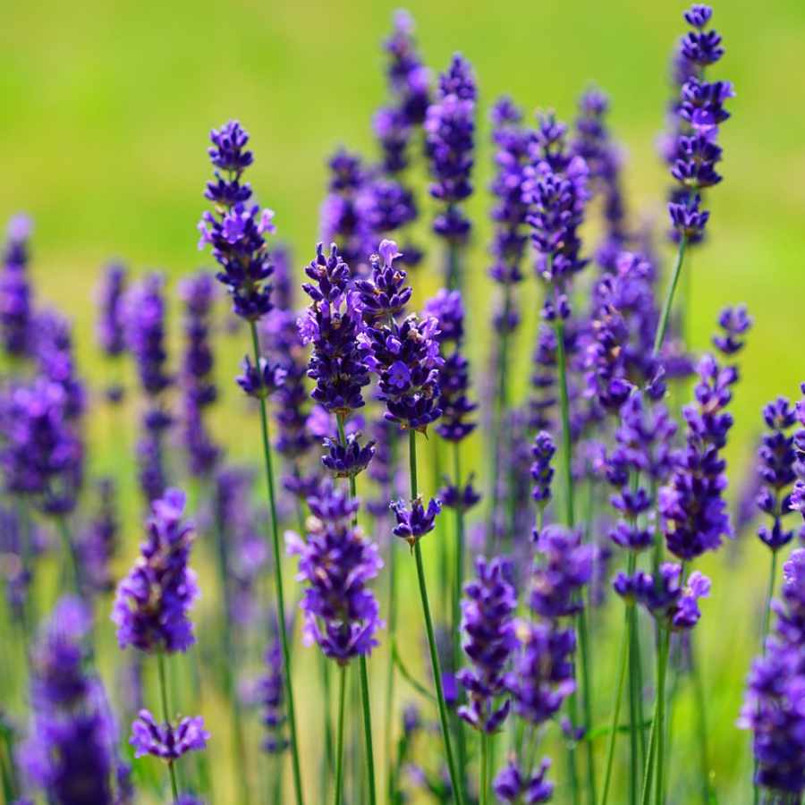 aceite-esencial-de-lavanda