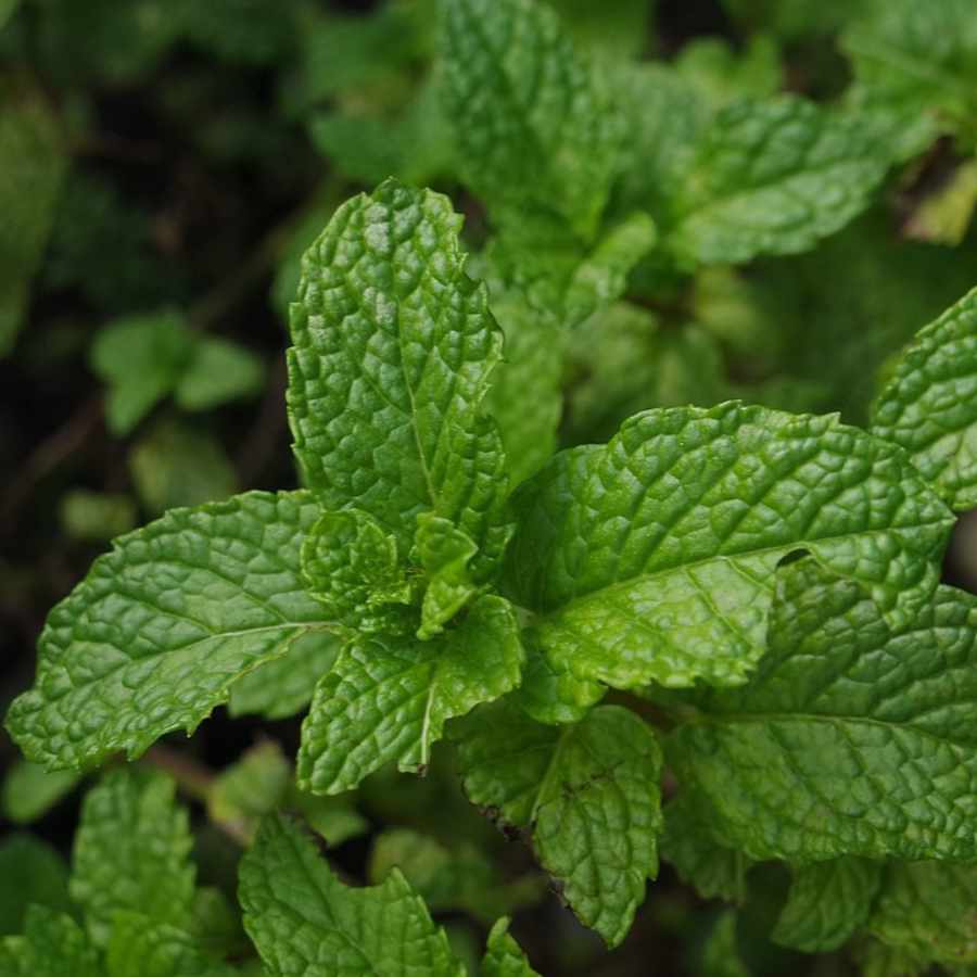 aceite-esencial-de-menta