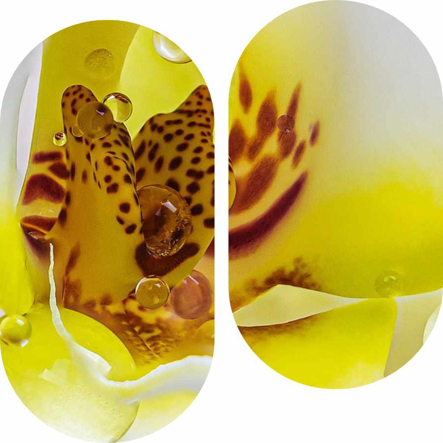 aplicaciones-de-los-aceites-esenciales-en-diversos-sectores-1