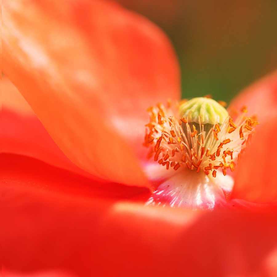 aceites-esenciales-florales