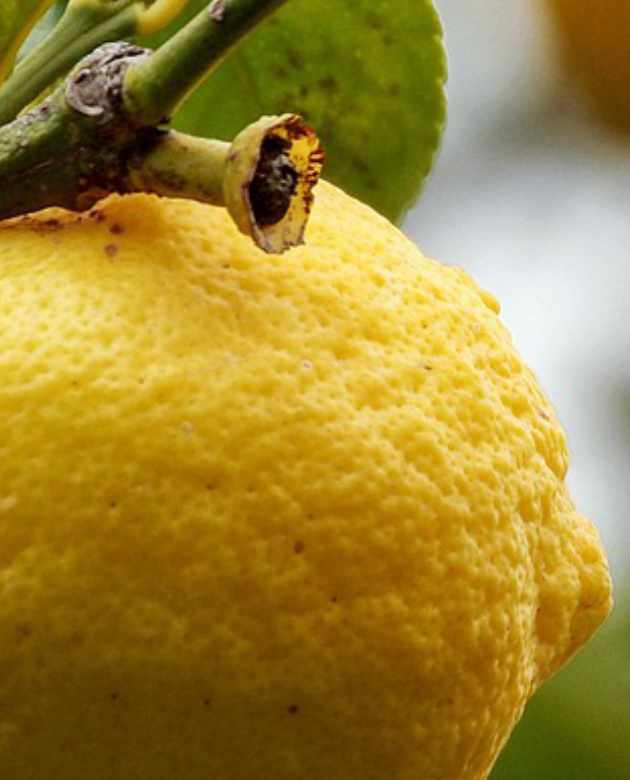 certificacion-de-aceites-esenciales-1