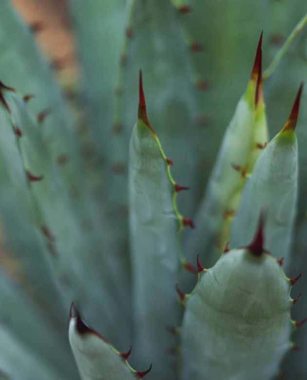 certificacion-de-aceites-esenciales-3