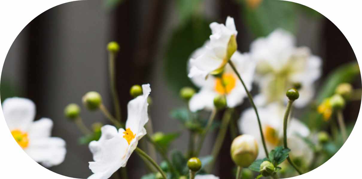 desarrollo-de-mezclas-de-aceites-esenciales