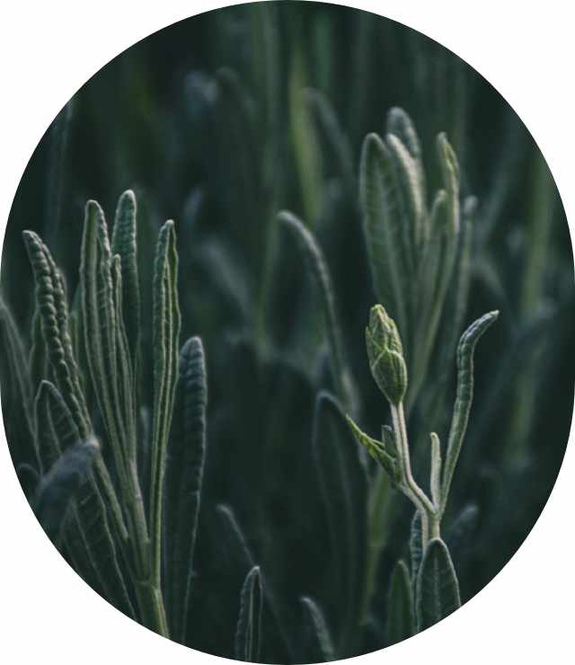 extraccion-y-purificacion-de-aceites-esenciales