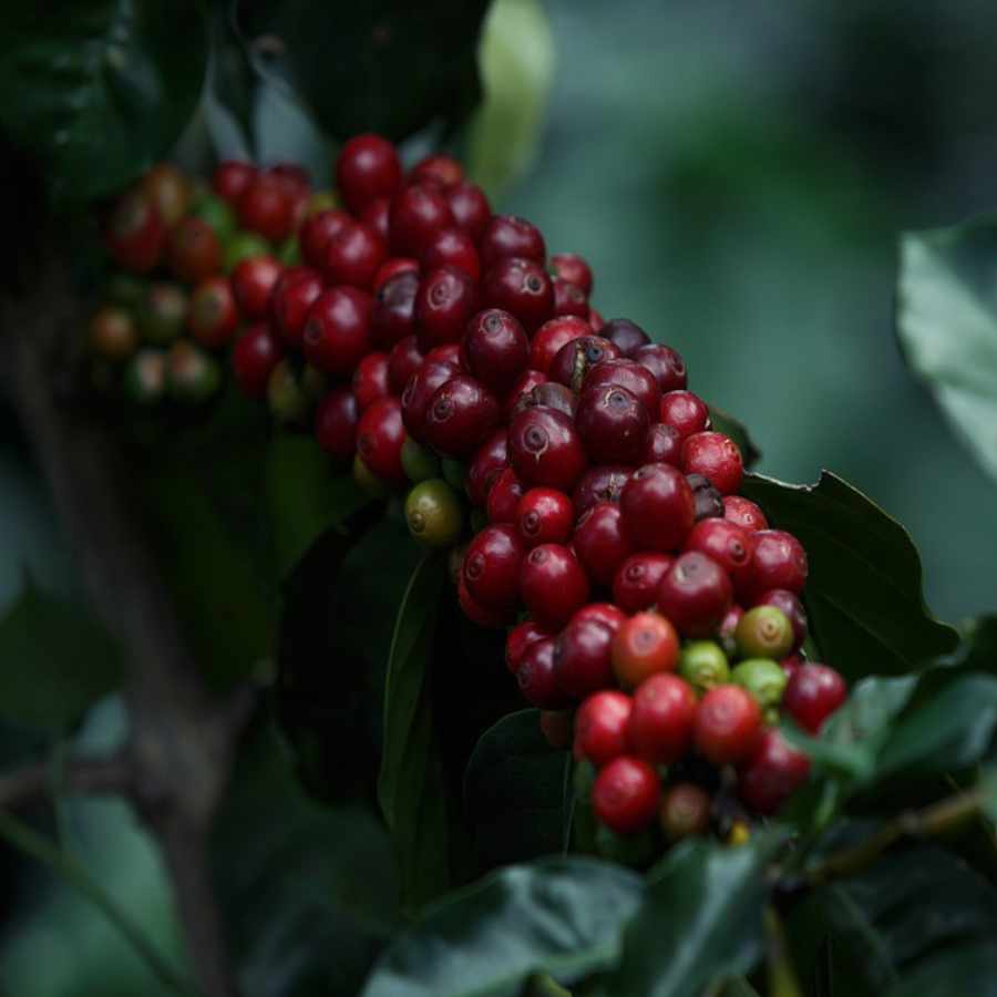 pruebas-de-estabilidad-de-aceites-esenciales