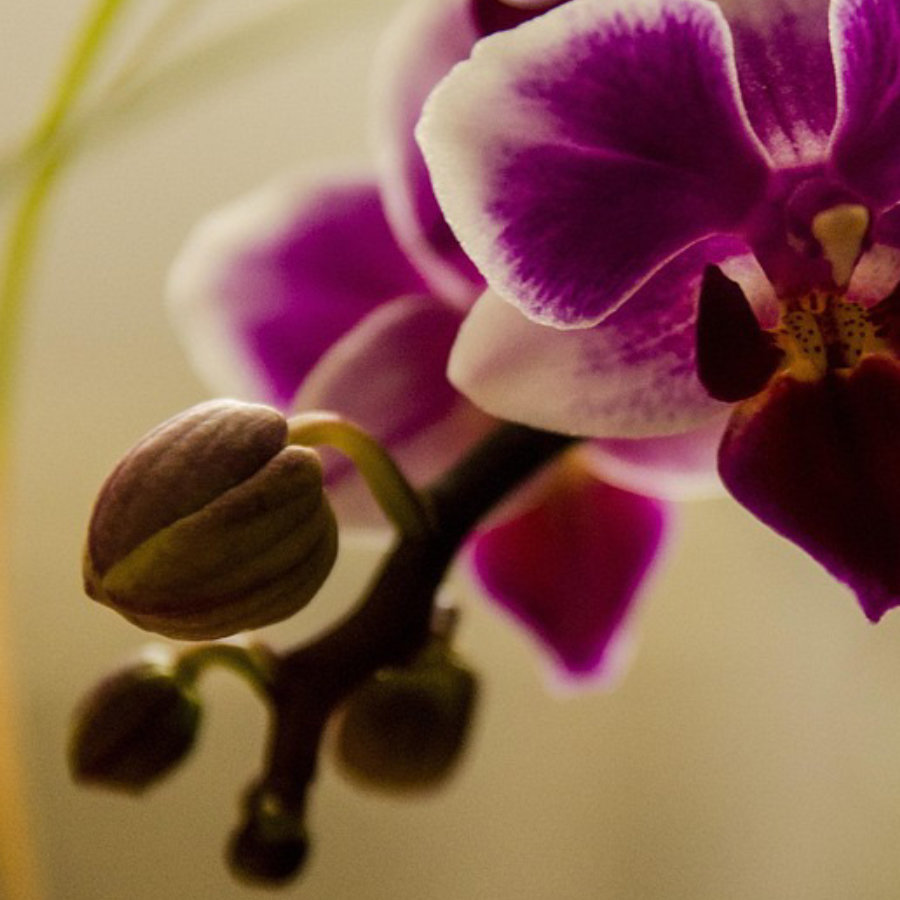 aspectos-clave-del-liderazgo-creativo-en-la-perfumeria-1