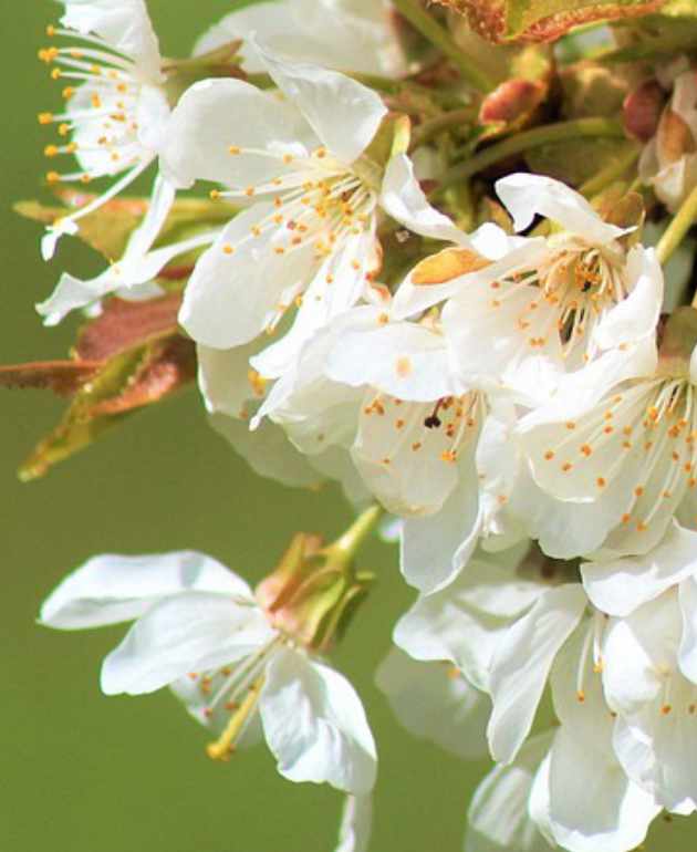 ingredientes-de-fuentes-sostenibles-y-eticas-4