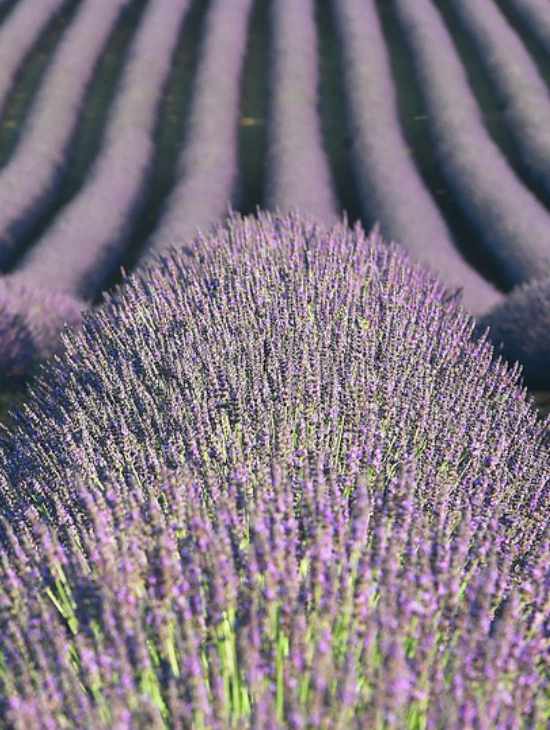 ingredientes-intro-2