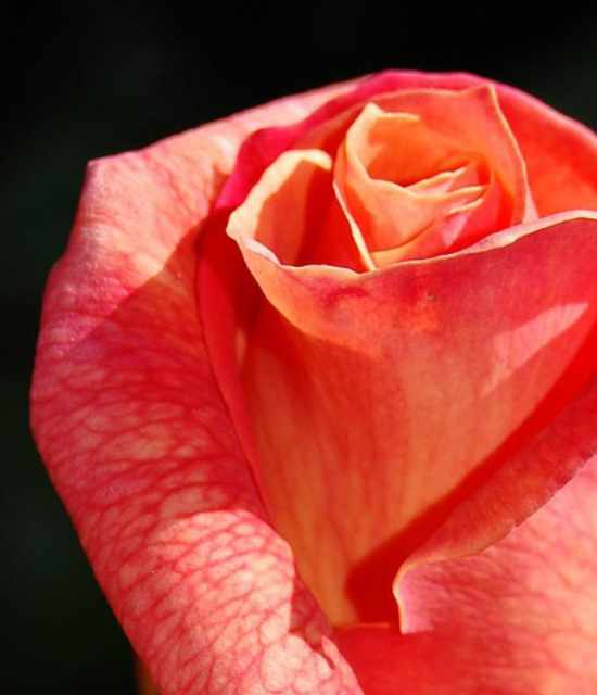 ingredientes-intro-3