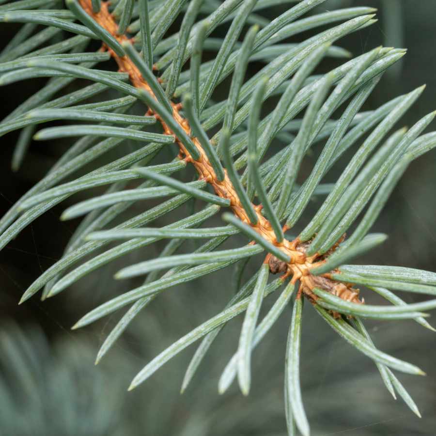 notas-amaderadas-y-terrosas