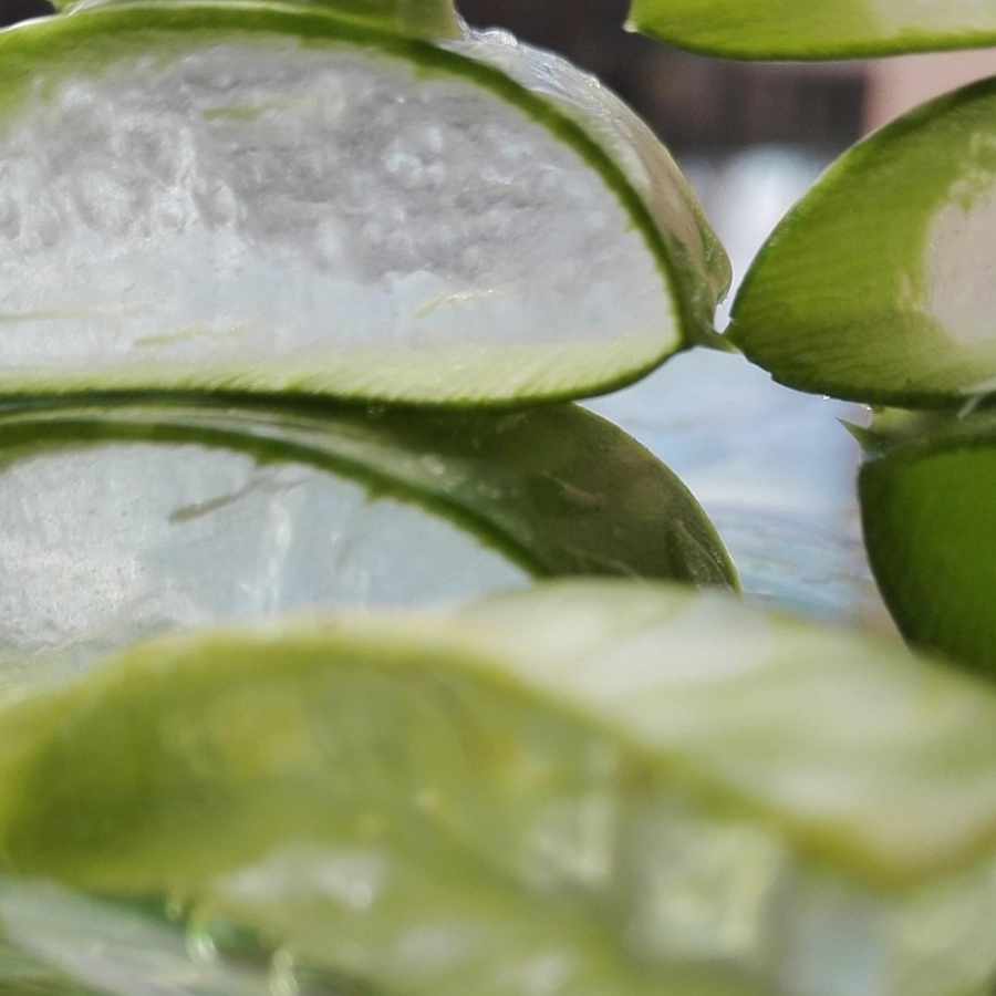 perfume-clean-y-aguas-frescas