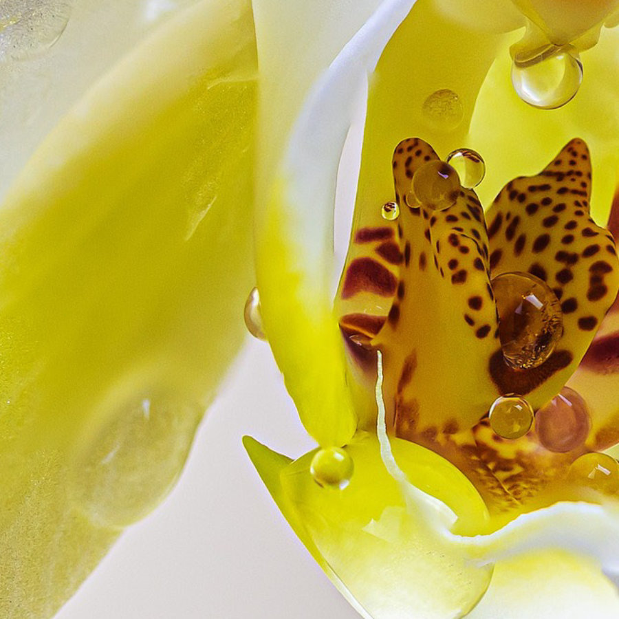 perfumeria-inclusiva-y-diversa