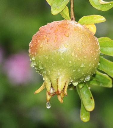 productos-de-la-division-de-perfumeria-fina-3