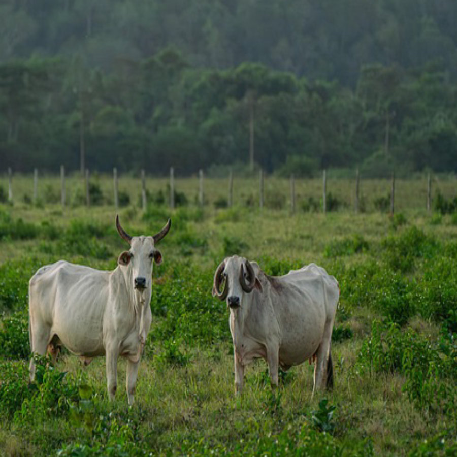 fragancias-veganas-y-sin-crueldad-animal