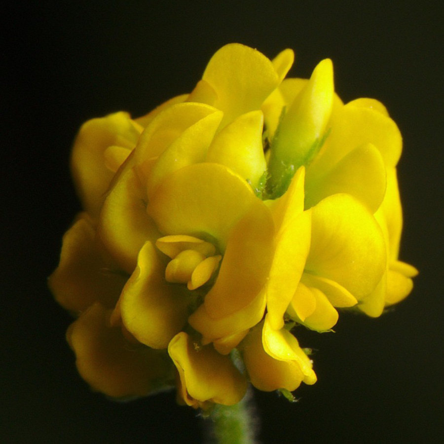 tecnologias-de-sensores-olfativos