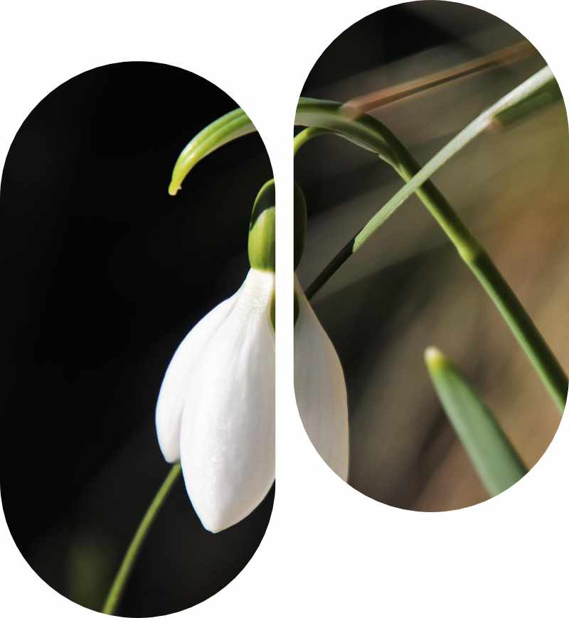 aldehidos-aromaticos