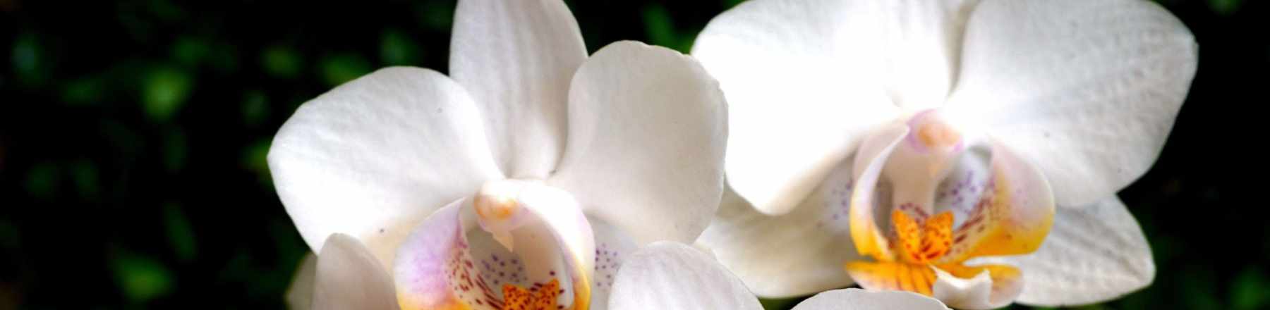 tendencias-y-avances-en-el-uso-de-quimicos-aromaticos-en-2024