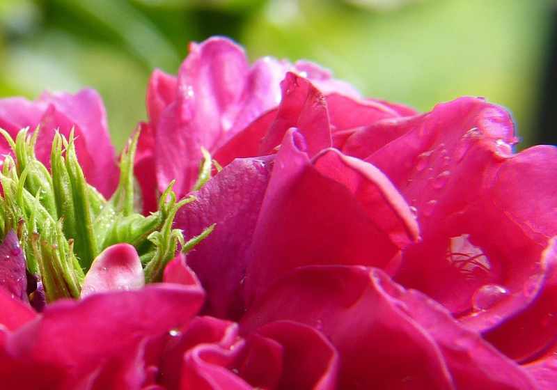 alcoholes-aromaticos