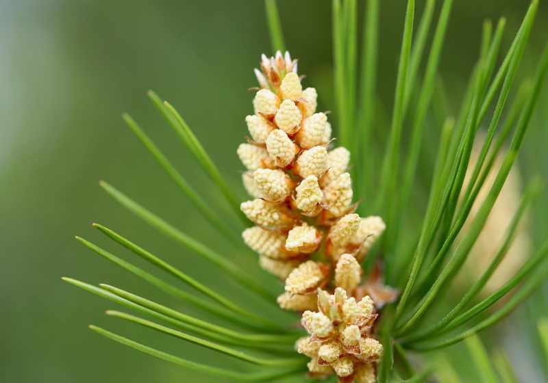 terpenos-y-terpenoides