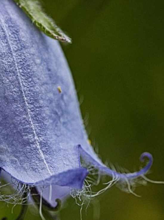 que-son-los-quimicos-aromaticos-2